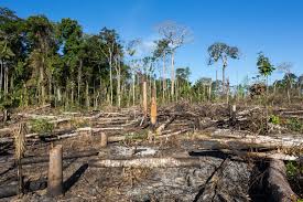 Brazil’s Soy Industry Withdraws from Amazon Soy Moratorium, Sparking Deforestation Fears