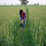 Rabi Crop Sowing Shows Strong Momentum; Area Coverage Up by 20.88 Lakh Hectares as of January 16, 2026