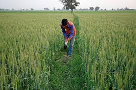 Rabi Crop Sowing Shows Strong Momentum; Area Coverage Up by 20.88 Lakh Hectares as of January 16, 2026