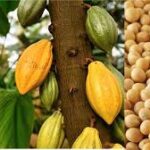 Ghana Seeks to Transform Agricultural Value Chains Beyond Cocoa
