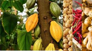 Ghana Seeks to Transform Agricultural Value Chains Beyond Cocoa