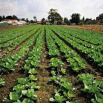 Union Budget 2026 Lays Foundation for Agriculture-Driven Growth