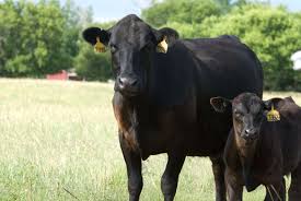 China Strengthens Policy Support for&hellip;