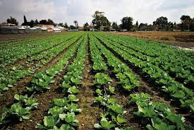 Kenya’s Climate-Smart Agriculture Strategy Gains Growing Attention
