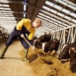 Global Compound Feed Market Poised for Strong Growth, Projected to Reach USD 710 Billion by 2035