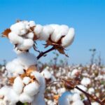 Cotton Price Crash Pressures Farmers