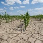 Modest Rise in Agriculture Allocation, Concerns Grow Over Cut in Research Funding