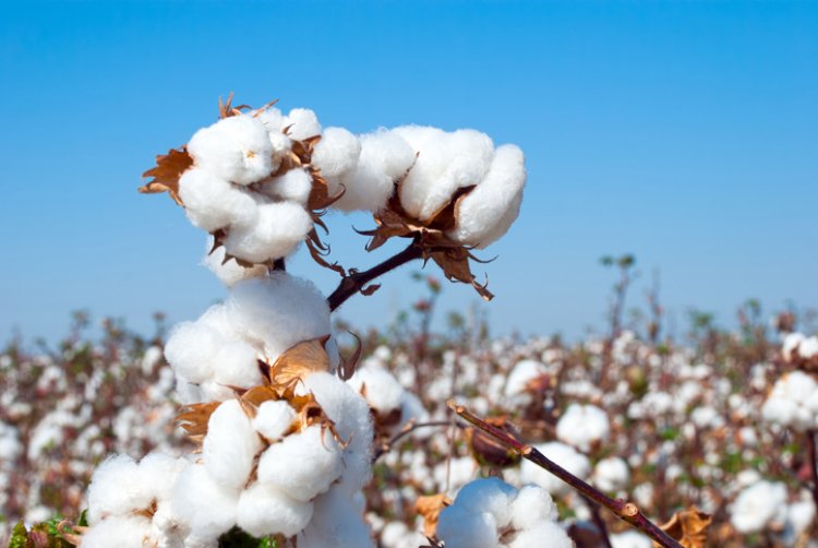 Cotton Price Crash Pressures Farmers