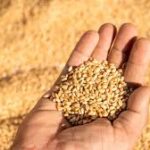 Cool Weather Could Boost India’s Winter Crops
