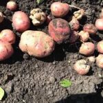 Study Finds Low-Dose Glyphosate Can Enhance Potato Yield Under Field Conditions