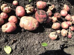 Study Finds Low-Dose Glyphosate Can Enhance Potato Yield Under Field Conditions