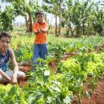 Global Agriculture Financing Expands as GAFSP Channels Funds to Private Sector