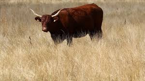 Paris International Farm Show to Exclude Cattle Amid Disease Concerns