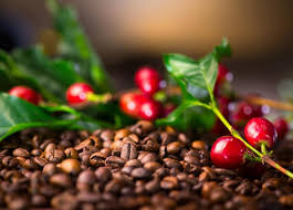 Coffee Futures Climb Ahead of Brazil’s 2026/27 Crop Outlook