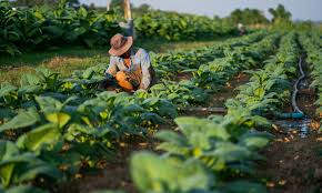 Global Agriculture Funding and Biodiversity Spotlighted in Food Tank Weekly Roundup