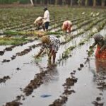 Precision Irrigation Technology Launched in Andhra Pradesh to Boost Farm Incomes
