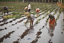 Precision Irrigation Technology Launched in Andhra Pradesh to Boost Farm Incomes