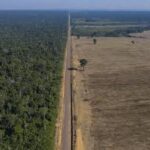 Collapse of Amazon Soy Moratorium Sparks Fresh Sustainability Concerns