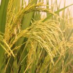India Reaffirmed as the World’s Largest Rice Producer, Strengthening Global Food Supply Role