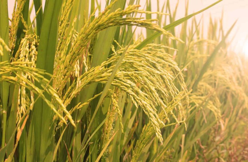 India Reaffirmed as the World’s Largest Rice Producer, Strengthening Global Food Supply Role