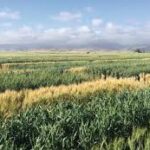 Government Launches Coconut and High-Value Crop Promotion Schemes to Boost Farm Incomes