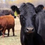 Canada Expands Canola and Beef Exports to China