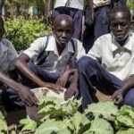 Youth in Africa Turning to Agriculture Amid Urban Job Scarcity