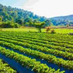 India Expands Natural Farming Support in Rajasthan