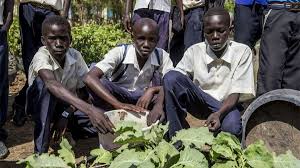 Youth in Africa Turning to Agriculture Amid Urban Job Scarcity