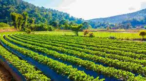 India Expands Natural Farming Support in Rajasthan