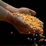 Trade Negotiations Lend Support to US Corn and Grain Markets