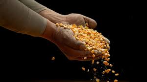 Trade Negotiations Lend Support to…