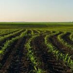 Global Crop Markets Expected to Stabilise in 2026 Amid Uneven Supply Trends