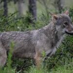 France Approves Higher Wolf Culling Quota Amid Rising Livestock Losses