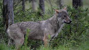 France Approves Higher Wolf Culling…
