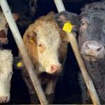 Climate Pressures and Rising Costs Strain UK Beef Industry, Raising Global Supply Concerns