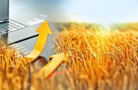 Weather and Production Outlook Shape Global Grain Markets