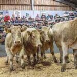 British Beef Farmers Confront Climate-Driven “Double Hit”