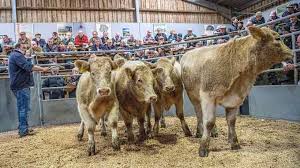 British Beef Farmers Confront Climate-Driven “Double Hit”