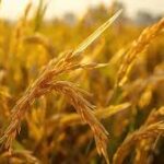 India Overtakes China to Become World’s Largest Rice Producer