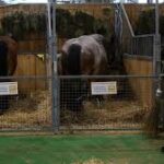 France Eases Cattle Movement Curbs Ahead of Paris Farm Show