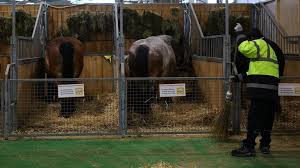 France Eases Cattle Movement Curbs Ahead of Paris Farm Show