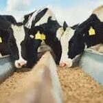 Indonesia Imports 1,383 Dairy Cows to Boost Domestic Milk Production