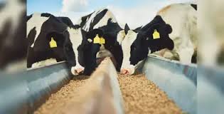 Indonesia Imports 1,383 Dairy Cows to Boost Domestic Milk Production