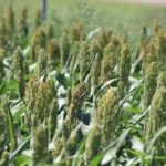 U.S. Trade Deals Expected to Strengthen Sorghum and Cotton Exports