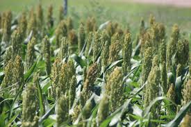 U.S. Trade Deals Expected to Strengthen Sorghum and&hellip;