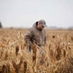 U.S. Farm Bill Draft Sparks Divided Response from Agricultural Groups