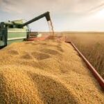 Brazil Revises Soybean and Corn Output Forecasts; Soybean Production Seen at Record High