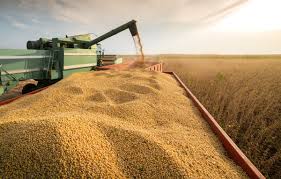 Brazil Revises Soybean and Corn Output Forecasts; Soybean Production Seen at Record High