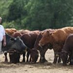 British Beef Farmers Face Climate-Driven Cost Pressures